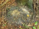 Scorias spongiosa image