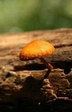 Pholiota granulosa image