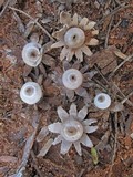 Geastrum arenarium image