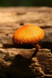 Pholiota granulosa image