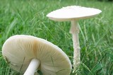 Amanita thiersii image