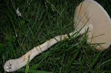 Amanita thiersii image