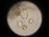 Sarcodon subincarnatus image
