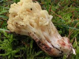 Ramaria sanguinea image