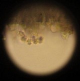 Sarcodon subincarnatus image