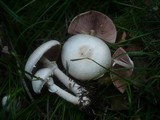 Agaricus alboargillascens image