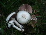 Agaricus alboargillascens image