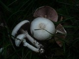 Agaricus alboargillascens image