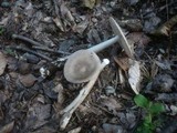 Amanita battarrae image
