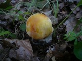 Amanita caesarea image