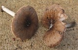Pluteus thomsonii image