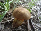 Boletus luridiformis image