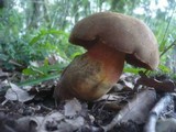 Boletus luridiformis image