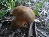 Boletus luridiformis image