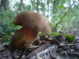 Boletus luridiformis image