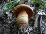 Boletus luridiformis image