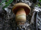 Boletus luridiformis image