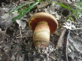 Boletus luridiformis image