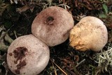 Lycoperdon decipiens image
