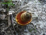 Boletus luridiformis image