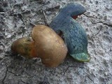 Boletus luridiformis image