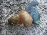 Boletus luridiformis image