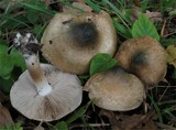 Inocybe corydalina image