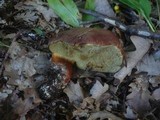 Boletus fragrans image