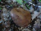 Boletus fragrans image