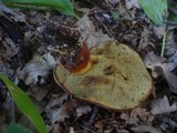 Boletus fragrans image