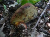 Boletus fragrans image