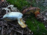 Boletus fragrans image