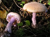 Cortinarius venustus image