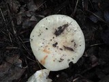 Russula crustosa image