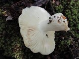 Russula crustosa image