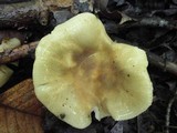 Russula crustosa image