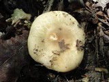 Russula crustosa image