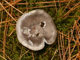 Cantharellula umbonata image
