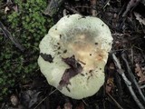 Russula crustosa image