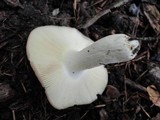 Russula crustosa image