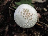 Amanita cokeri image