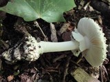 Amanita cokeri image