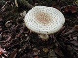 Amanita cokeri image