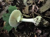 Amanita cokeri image