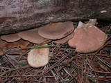 Tapinella panuoides image