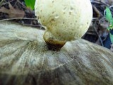 Hemipholiota populnea image