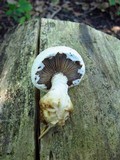 Hemipholiota populnea image