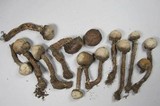Tulostoma fimbriatum image