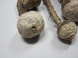 Tulostoma fimbriatum var. campestre image