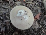 Amanita sect. Vaginatae image